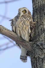 Asio-flammeus-001.jpg