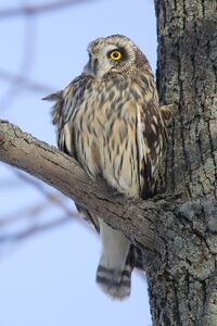 Asio-flammeus-001.jpg