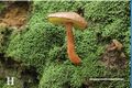 Aureoboletus (10.3897-mycokeys.61.47520) Figure 2H.jpg