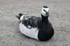 Branta leucopsis Djurgarden.JPG