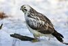 Buteo buteo 4 (Marek Szczepanek).jpg
