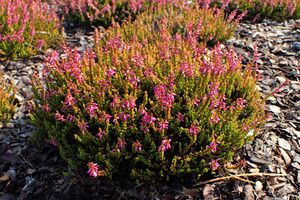Calluna vulgaris 'Bonita' kz02.jpg