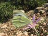 Colchicum stevenii.jpg