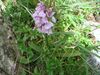 Dactylorhiza maculata b.JPG