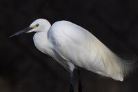 Egretta garzetta 2015-08-24.jpg