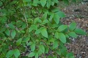 Highbush Blueberry Vaccinium corymbosum Branch 3008px.jpg