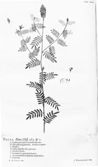 Hortus Cliffortianus (TAB. XXII) BHL397140.jpg