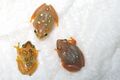 Hyperolius argus Al-ReedFrogs 01.jpg