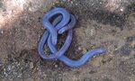 Iberian worm lizard.jpg