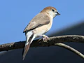 Indian Silverbill RWD12d.jpg