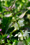 Lamium album ENBLA01.jpg