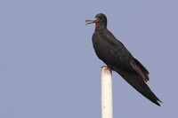 Lesser Frigatebird from Indonesia.jpg