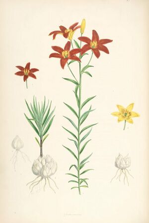 Lilium concolor (lit).jpg