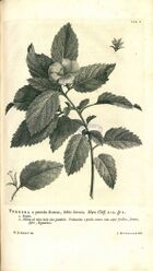 Linnaeus Hortus Cliffortianus plate 10.jpg