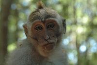 Macaca-fascicularis flk18447014.jpg