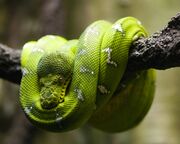 Morelia Viridis.jpg