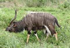 Nyala (Tragelaphus angasii) male (32134004382).jpg