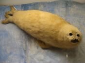 Pagophilus groenlandicus.001 - Natural History Museum of London.jpg