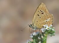 Polyommatus admetus.jpg