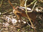 Red Brocket Deer in Barbados 10.jpg