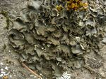 Silvered Vinyl Lichen (3816267964).jpg