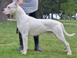 0Dogo-argentino-22122251920.2.jpg