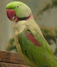 Alexandrine Parakeet (Psittacula eupatria), Jurong Bird Park, Singapore - 20090613.jpg