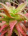 Aloe dorotheae со спиральным расположением листьев