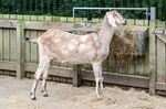 Anglo-Nubian goat.jpg