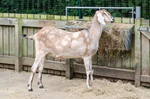Anglo-Nubian goat.jpg