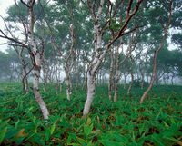 Betula ermanii in Kuril nature reserve.jpg