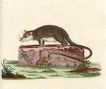 Caluromys philander Schreber.jpg