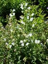 Campanula medium.JPG