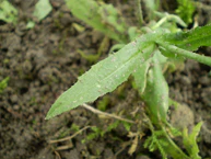 Capsella bursa pastoris 0.2 R.jpg