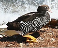 Келп-гусь (Chloephaga hybrida) ♀