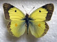 Colias erate.JPG