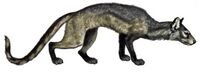 Cynodictis