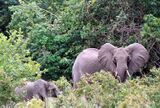 Elephants at shimba.jpg