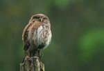 Eurasian Pygmy Owl (Glaucidium passerinum) in the drizzle, 21.06.2015 (18403237513).jpg