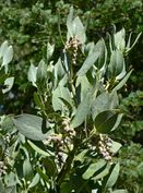 Garrya flavescens 4.jpg