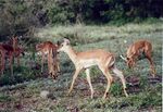 Impala fawns, Kruger.jpg