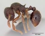 Lachnomyrmex scrobiculatus casent0103243 profile 1.jpg