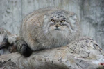 Manul close.jpg