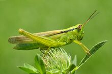 Mecostethus parapleurus female (7973859092).jpg