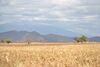Paisaje en el valle de Tehuacán.JPG