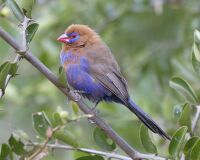 Purple grenadier (Uraeginthus ianthinogaster).jpg