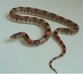 Rhinocheilus lecontei tessellatus.jpg