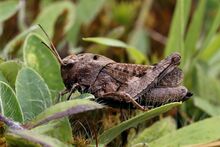 Rotflügelige Schnarrschrecke (Psophus stridulus).jpg