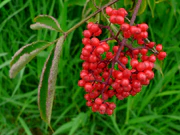 Sambucus callicarpa 14009.JPG