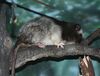 Slender-TailedCloudRat CincinnatiZoo.jpg
